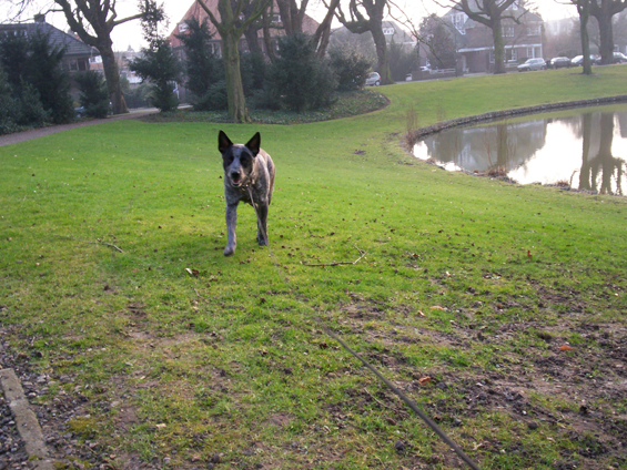 Chamook in het park. 20-02-2008