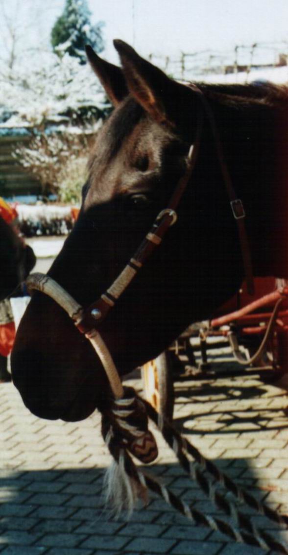 Bitloos hoofdstel (Bosal) met een Mecate (Teugels gemaakt van paardenhaar).